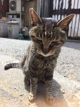 17年05月 Tinaの毎日が猫曜日